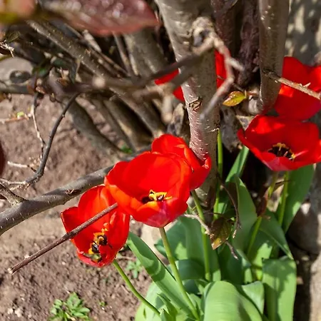 East Ayrlow Banks Hauxwell