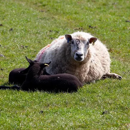 Tatil Evi East Ayrlow Banks *