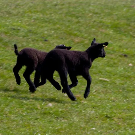 East Ayrlow Banks Tatil Evi Hauxwell
